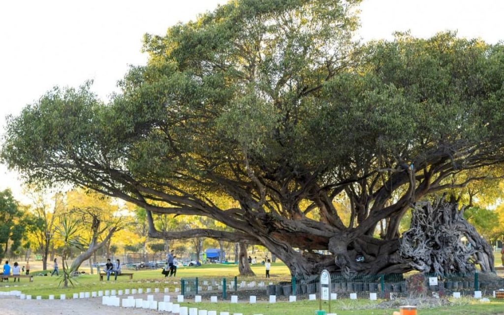La estancia Guadalajara